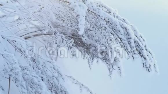 倾斜向上拍摄的稳定植物覆盖雪在田野冬天的自然视频的预览图