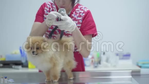 兽医妇女用听诊器检查兽医诊所的狗动物治疗视频的预览图