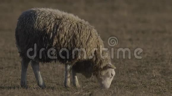 绵羊视频的预览图
