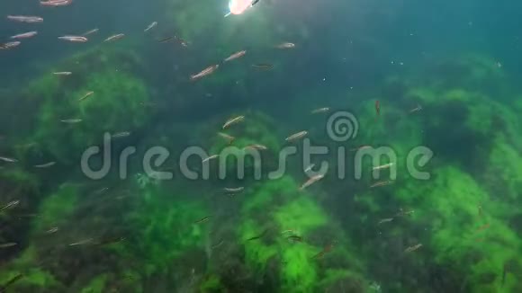 一群鱼跟着一个水中的蒙面人视频的预览图