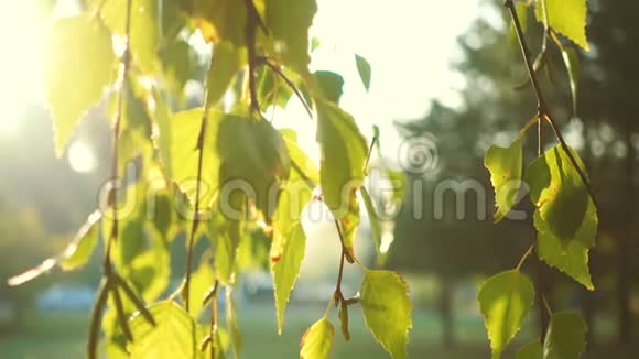 阳光穿过桦树的叶子视频的预览图
