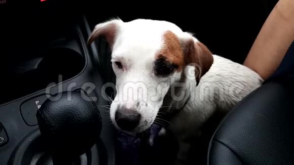 一只湿漉漉的小狗坐在司机旁边的车里视频的预览图