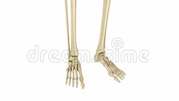 骨骼足部解剖人的骨架医学上精确视频的预览图
