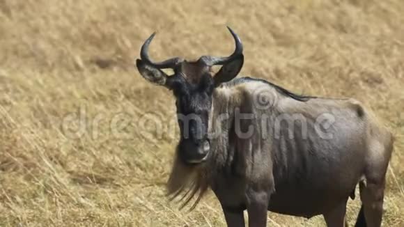 靠近肯尼亚马赛马拉的一只野生动物视频的预览图