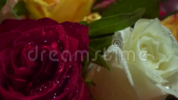 红白黄玫瑰在朝阳下滴着水滴华丽的花束特写视频的预览图