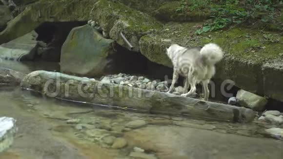 马拉穆特狗在山区的丛林自然公园里的山河畔摇动水在石头上徒步穿越视频的预览图