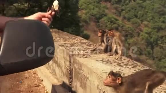 一只猴子从一个人手里抢香蕉视频的预览图