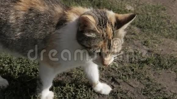 猫在草地上奔跑视频的预览图