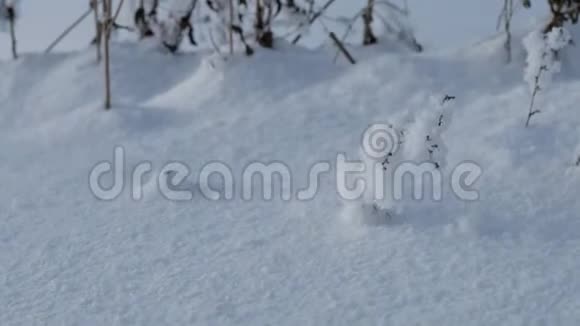 倾斜向上拍摄的稳定植物覆盖雪在田野冬天的自然视频的预览图