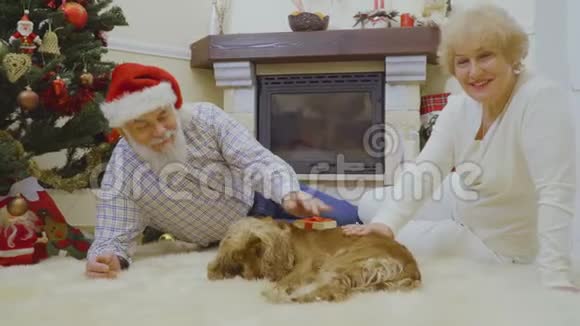 老妇人和男人躺在地毯上在圣诞树附近抚摸一只狗视频的预览图