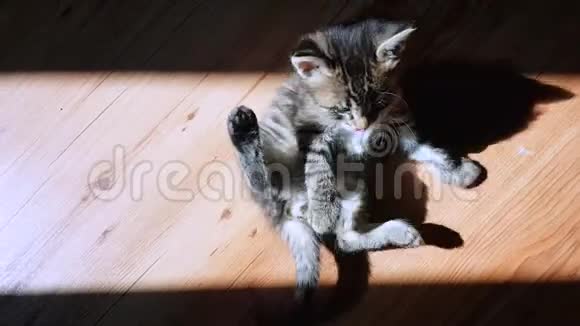 小猫在地板上的阳光下玩耍视频的预览图