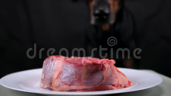 狗得到一盘生牛肉视频的预览图