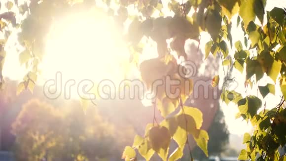 阳光穿过桦树的叶子视频的预览图