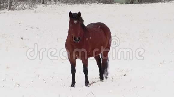 冬天下雪的马视频的预览图