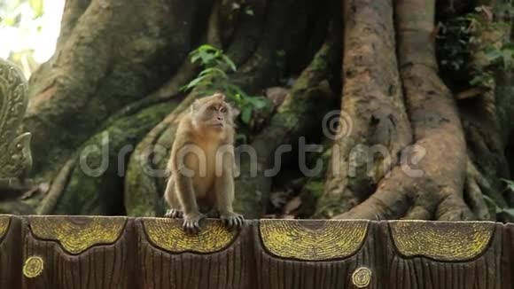 丛林中树上的猴子视频的预览图