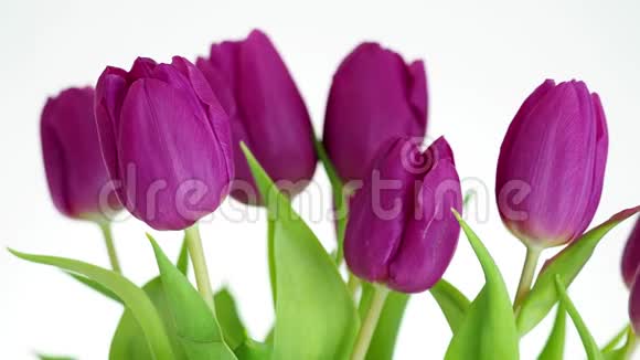 紫色花朵白色背景下的郁金香视频的预览图