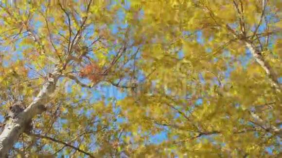 秋天有黄绿叶的枫树视频的预览图