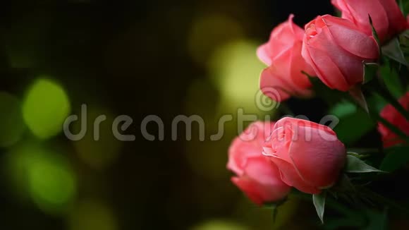 粉红玫瑰花高清镜头金波克视频的预览图