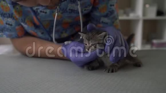 兽医检查小猫的眼睛视频的预览图