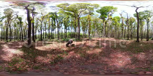 大树的雨林vr360视频的预览图