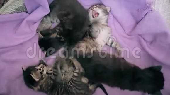 刚出生的小猫宝宝一起在猫篮里玩耍视频的预览图