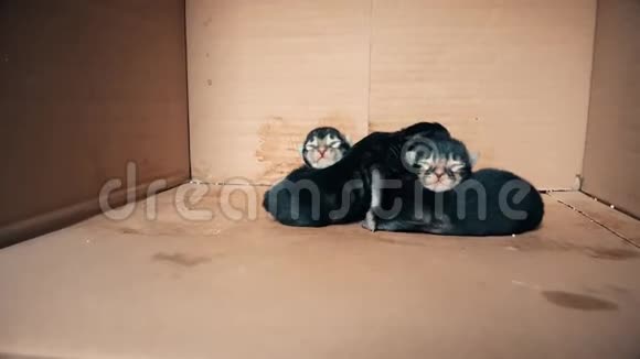 刚出生的小猫宝宝在纸箱里一起移动视频的预览图
