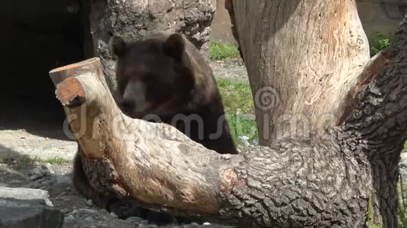 俄罗斯高加索多姆拜国家公园的特写熊视频的预览图