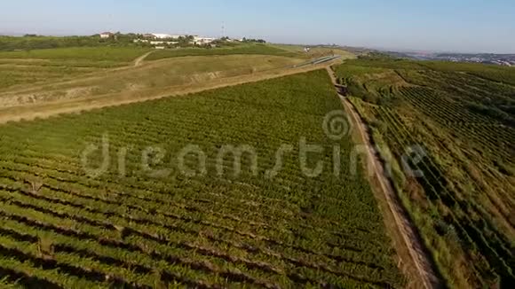 绿色的田野和葡萄园从无人驾驶飞机上俯瞰视频的预览图