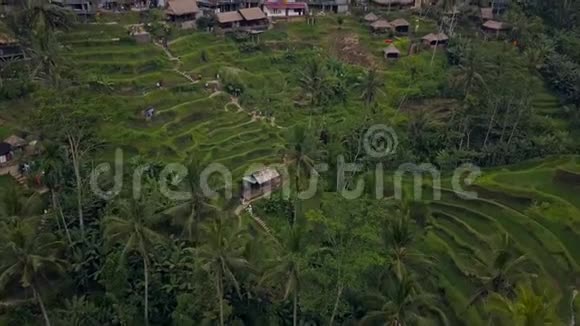 空中无人机观巴厘岛景观与梯田稻田视频的预览图