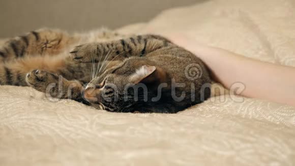 K4女孩的双手合拢玩着睡得可爱的猫视频的预览图