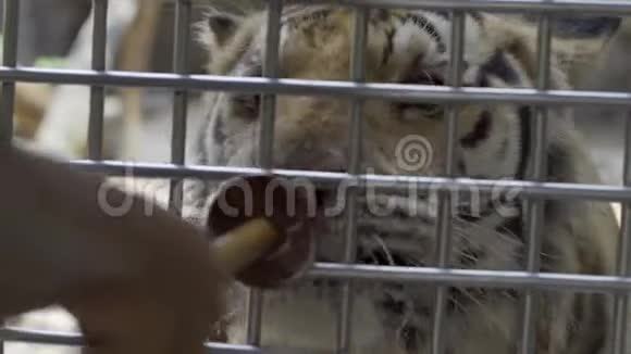 孤独悲伤的白虎在笼子里没有自由老虎在笼子里喂养动物园里动物的概念视频的预览图