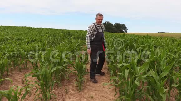 农民检查生长不良的玉米视频的预览图