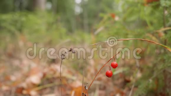 红色浆果的特写镜头和背景上经过的散焦人视频的预览图