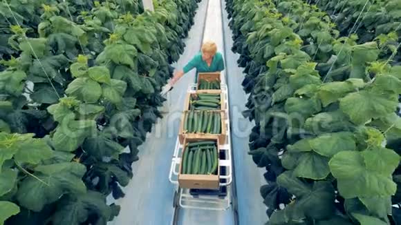 生态农业理念一名温室工人正沿着小路寻找成熟的黄瓜收割视频的预览图