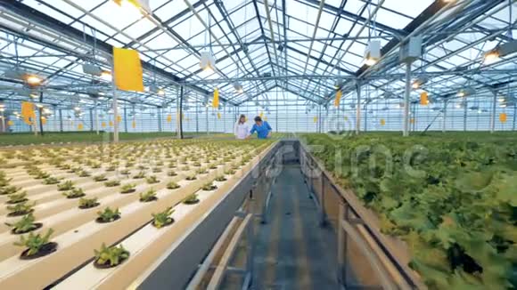 带芽菜和完全生长的绿色沙拉的托盘背景是温室工人4K视频的预览图
