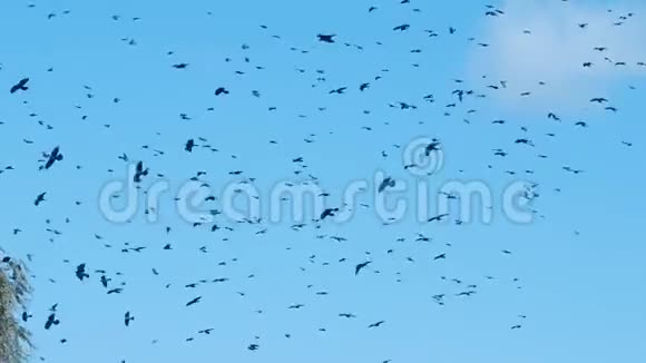 鸟儿在天空中盘旋着一只巨大的羊群乌鸦小鸡在飞向温暖的气候之前学会了飞行视频的预览图