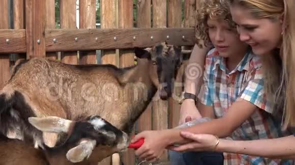 孩子们在农场喂山羊视频的预览图