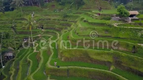 无人驾驶视野以上的巴厘岛景观与梯田稻田视频的预览图