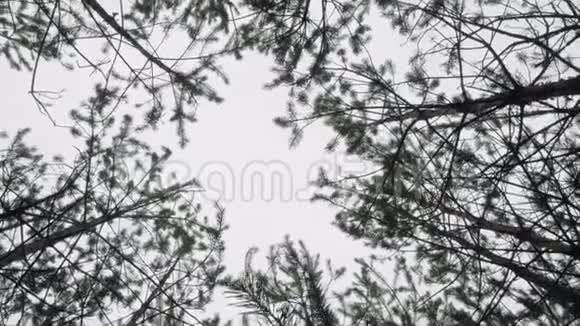 透过秋天森林中的高松树看天空照相机绕着转视频的预览图