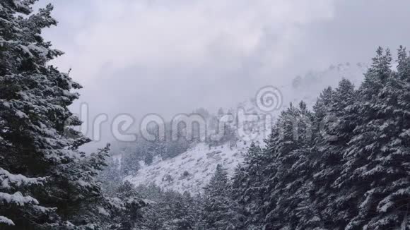 冬天的风景森林覆盖着雪冬季的山地背景视频的预览图