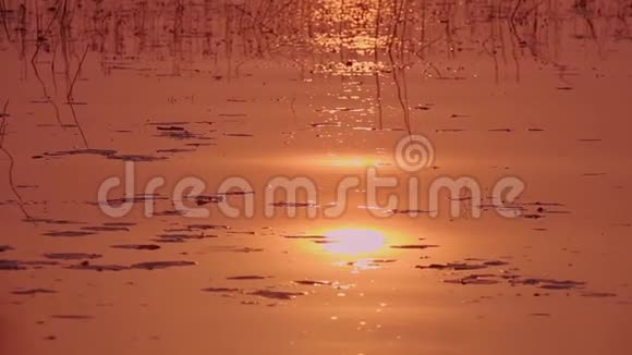 日出时湖面平静有粉红色和橙色的阳光视频的预览图