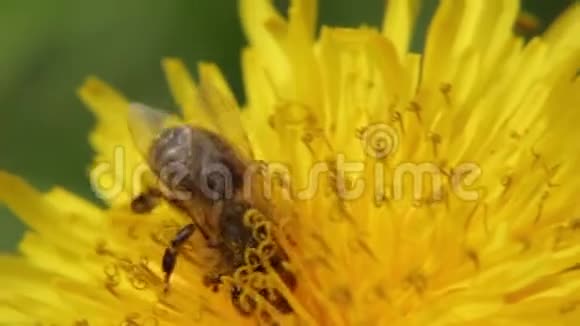黄色的蒲公英在田野里特写镜头蒲公英上的蜜蜂采集花蜜视频的预览图