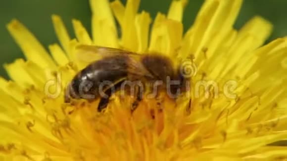 黄色的蒲公英在田野里特写镜头蒲公英上的蜜蜂采集花蜜视频的预览图