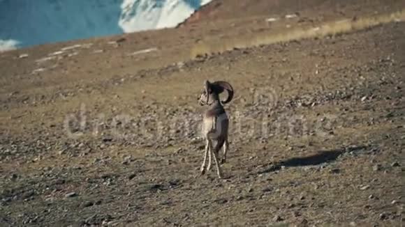 盘羊或称山羊是一种在中亚高原帕米尔和视频的预览图