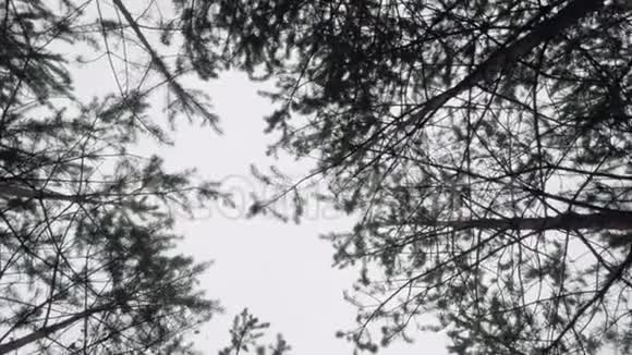透过秋天森林中的高松树看天空照相机绕着转视频的预览图