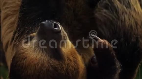 一种棕色喉的三趾树懒视频的预览图