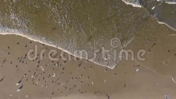 一群鸟飞过大海视频的预览图