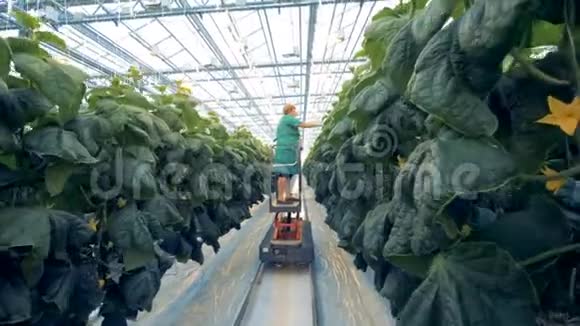 一名女工在温室中对黄瓜植株的检验过程温室综合体培养视频的预览图