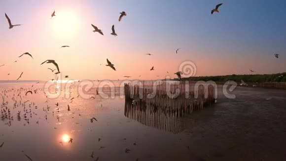 夕阳下海鸥在木摊上飞来飞去视频的预览图