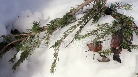 雪中的云杉枝视频的预览图